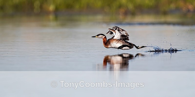 Red-necked Grebe - Danube Delta