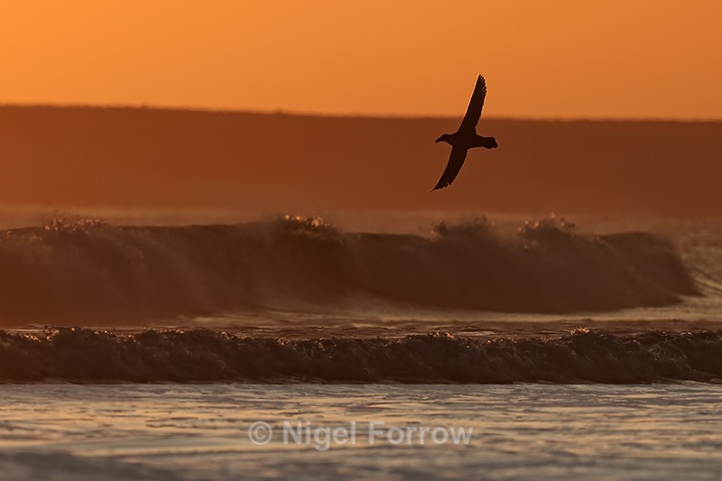 Southern Giant Petrel dawn silhouette, Volunteer Point, Falklands - Southern Giant Petrel