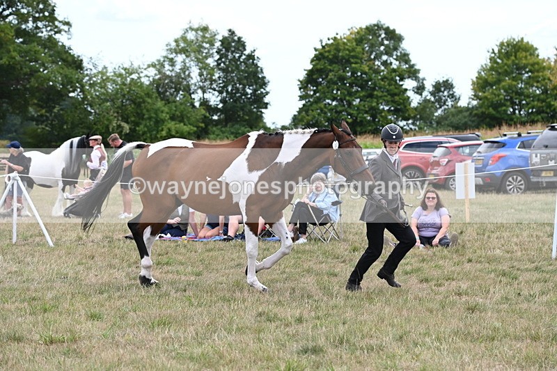 WJ6_6072 - Class 19 In-hand Veterans (Uploaded correct folder)
