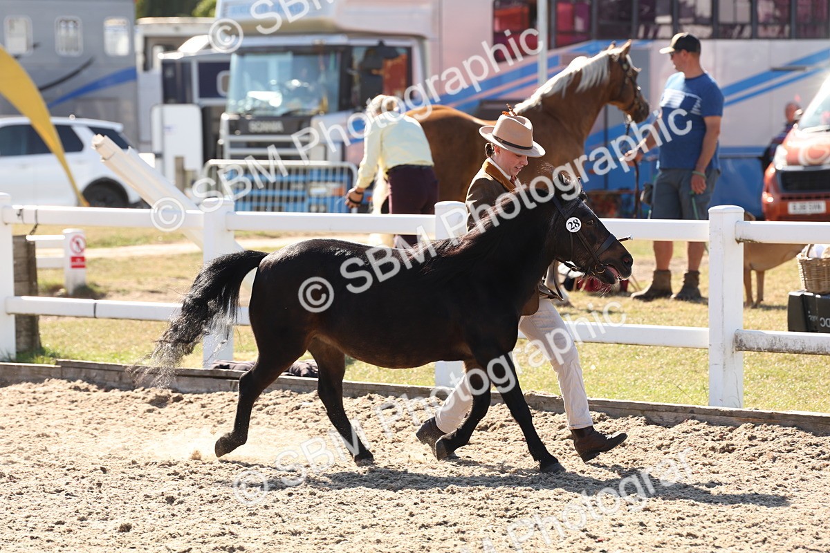 SBM_12888 - Class 206 - IH Non Show Type Pony