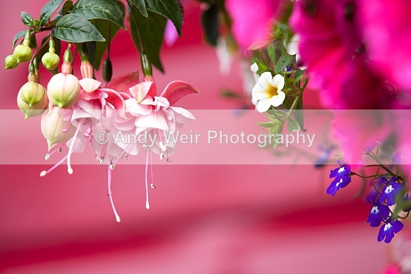 20110702-IMG_6134-2 - Plants & Flowers