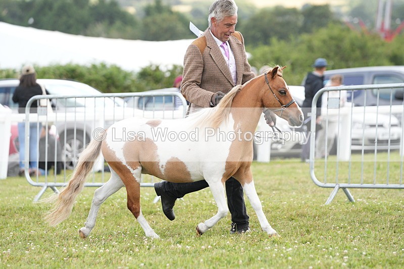 DSC06633 - Miniature Horse Championship