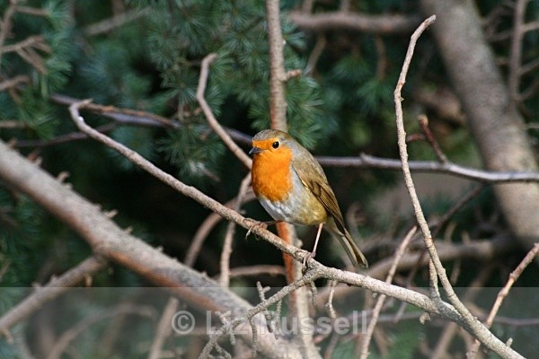  - Wildlife