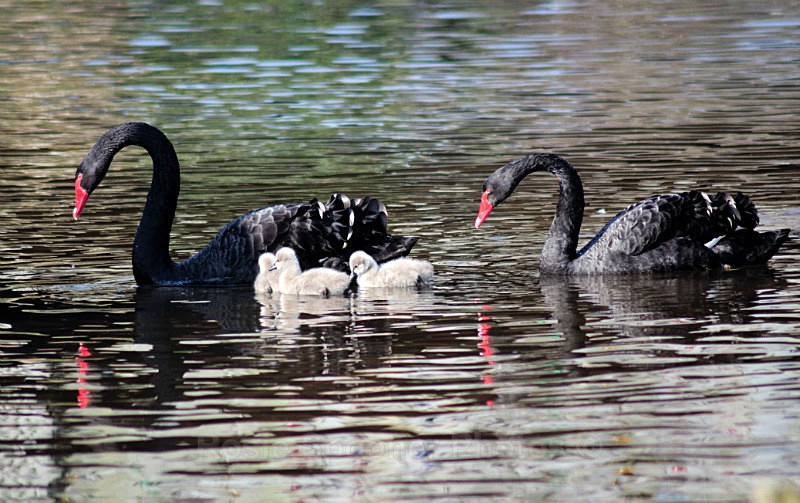 DW07 - Black Swan family at Dawlish with four day old cygnets - Greetings Cards Dawlish