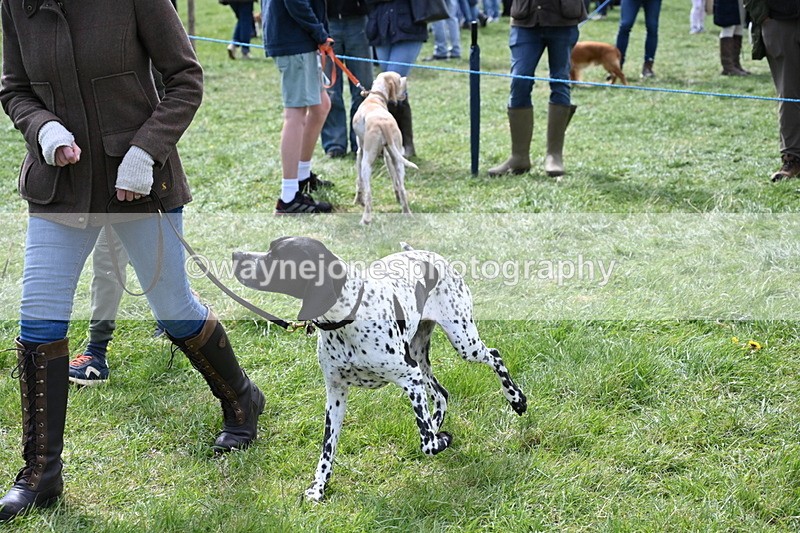 WJ6_8968 - Class 8 Best Working / Gun Dog or Bitch