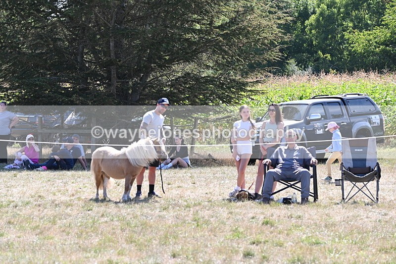 WJ6_8864 - Class 38 Ridden Riding Horse/Pony