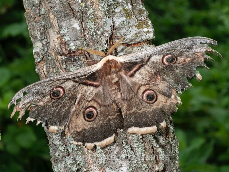 Great peacock moth (Saturnia pyri) - Ten Metres from Home 2021
