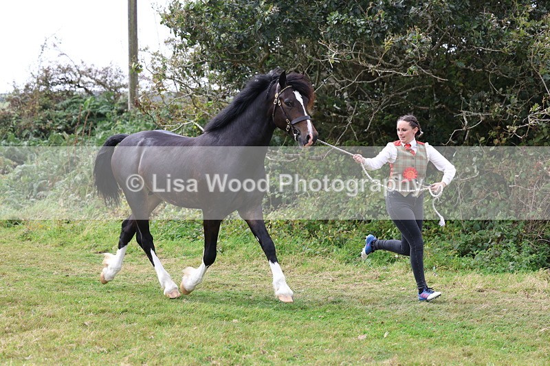 3E7A5704 - In Hand Championship