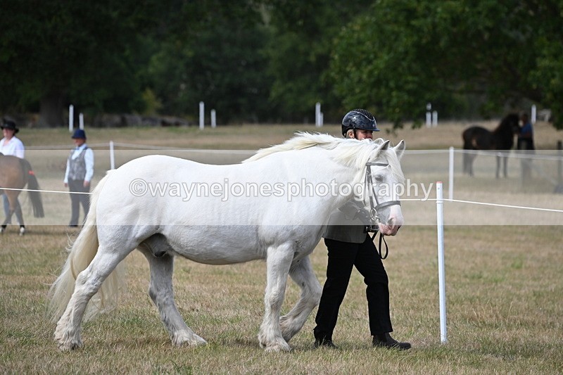 WJ6_6415 - Class 20 In-hand Cob