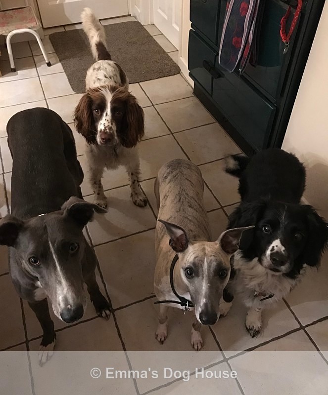  - Dogs