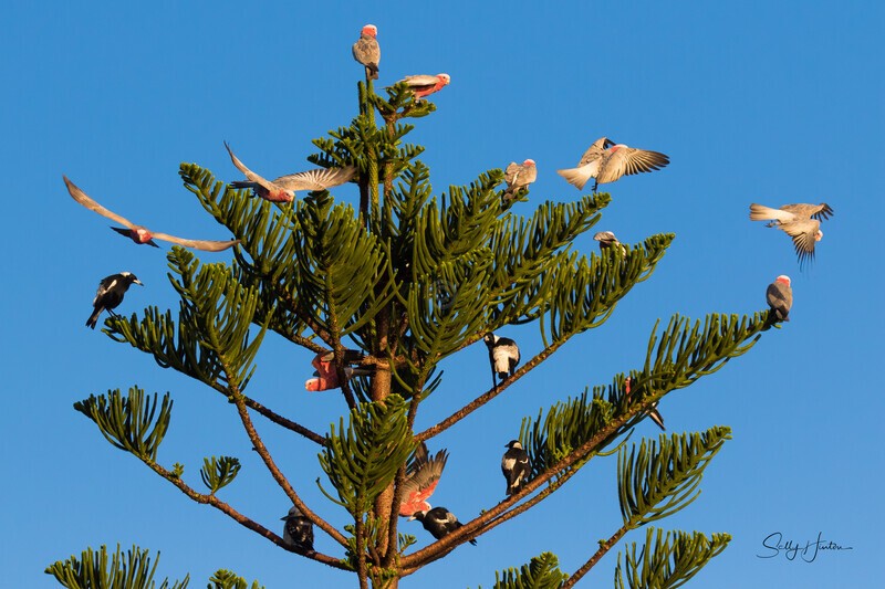 Tree Full 4 - Galahs