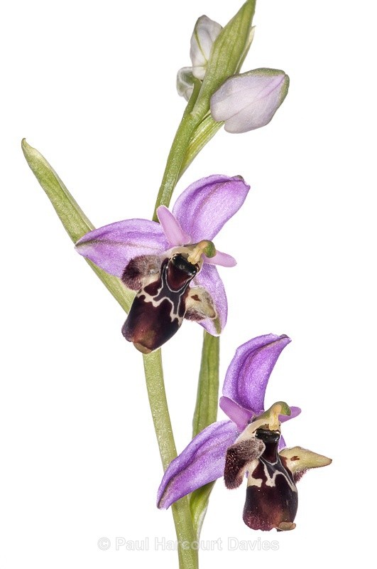  - WB: Orchids - Ophrys
