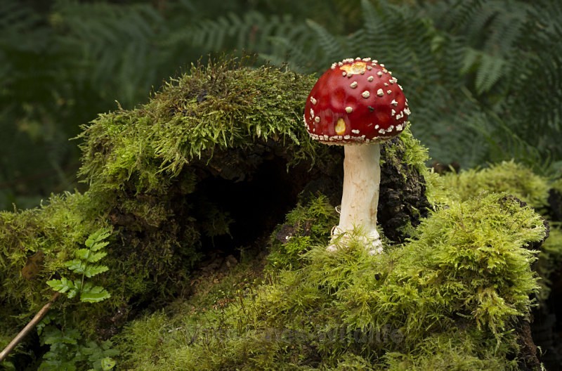 Fly Agaric - FUNGI (MUSHROOM) IMAGES
