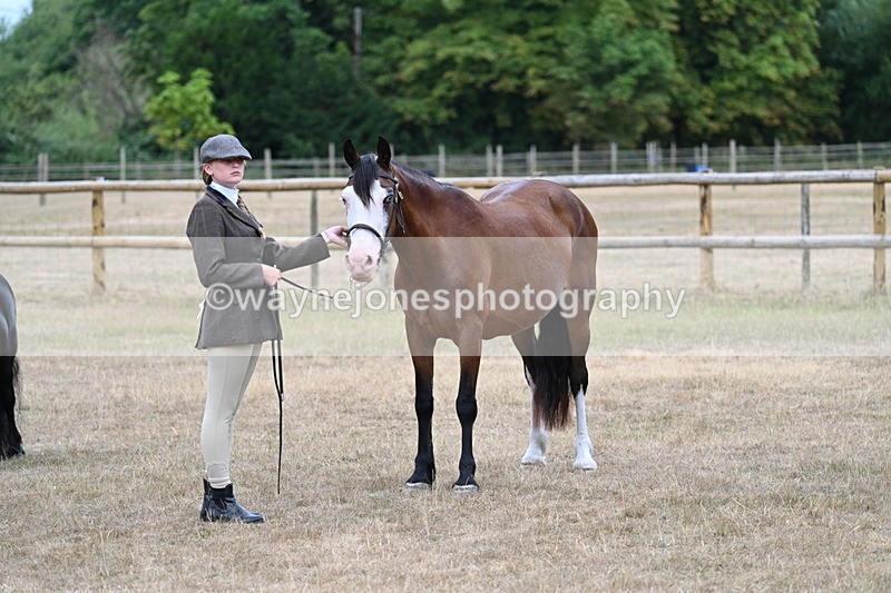 WJ7_8205 - Class 4 Prettiest Mare up to 14.2hh
