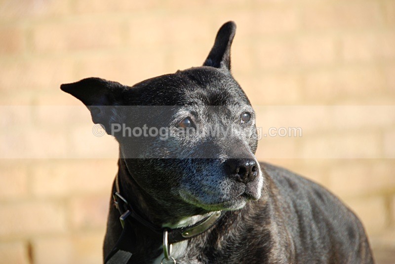  - Staffordshire Bull Terriers
