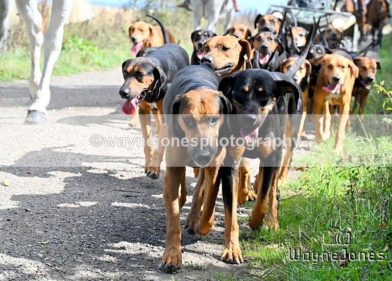 WJ7_0464 - Berks & Bucks - Hound Exercise – Kennels 06-09-26