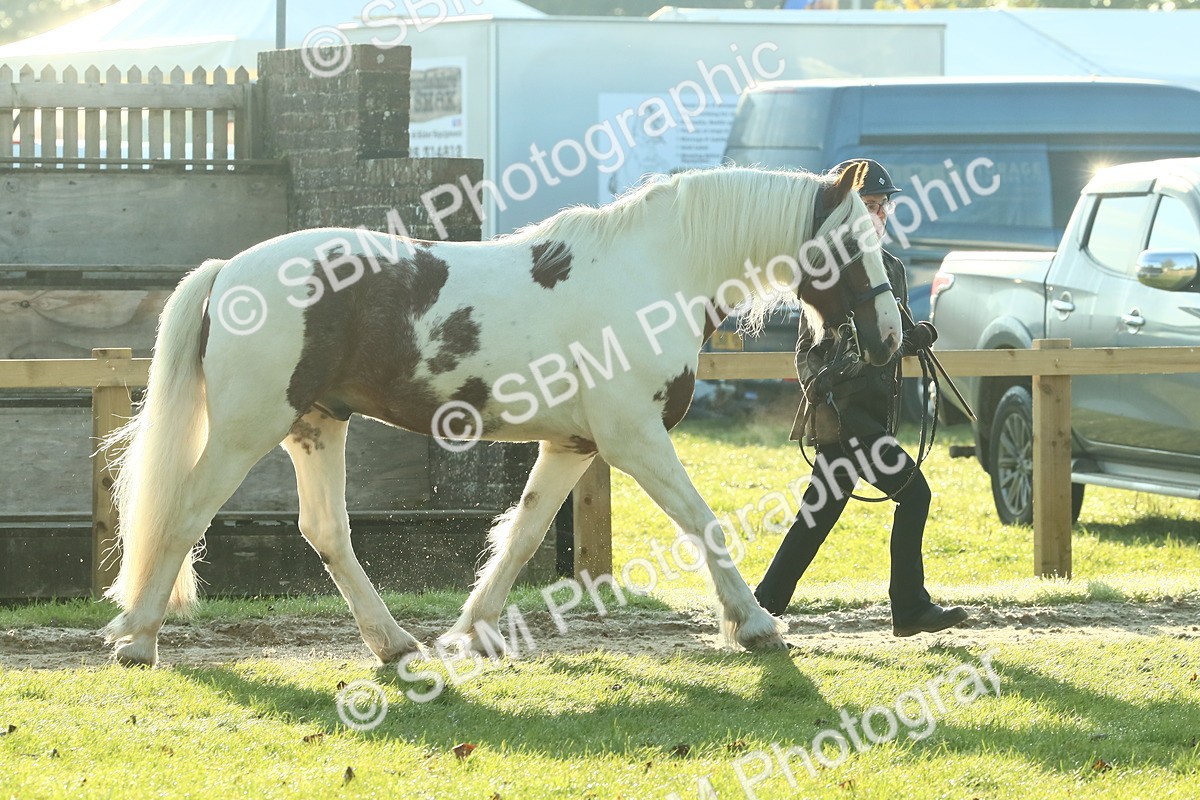 SBM_57415 - S37 - Starters In Hand Showing