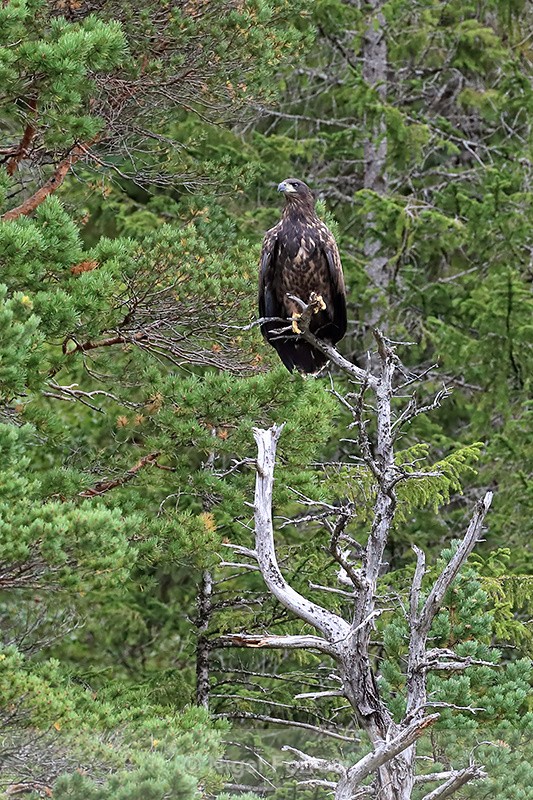 White-tailed Sea-Eagle (juvenile) perched on dead tree, Norway - White-tailed Sea-Eagle