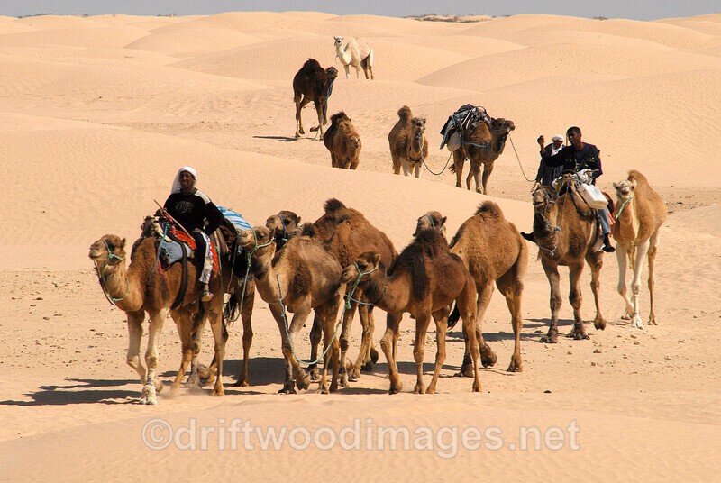 Douz camel train - Tunisia