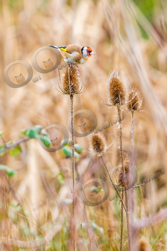 goldfinch Carduelis carduelis-5670 - UK birds
