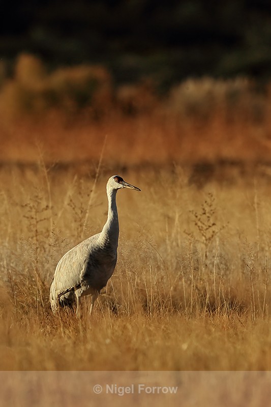 Sandhill Crane, late afternoon light, Bosque del Apache, New Mexico - Sandhill Crane