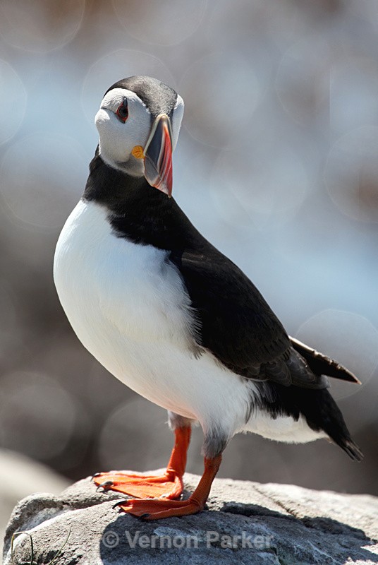 Puffin - Wild Birds