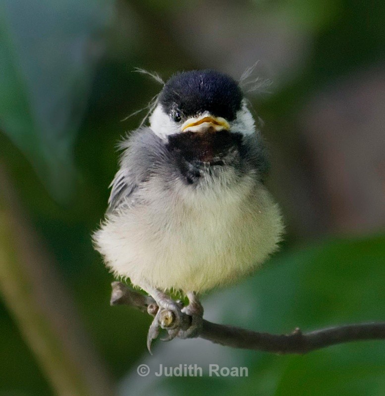 Black-capped Chickadee 4 hour fledgling - Birds