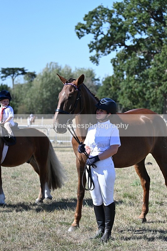 WJ7_1613 - Class 42 Most Handsome Gelding