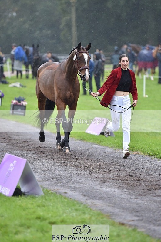 231018-121454-00159 - 065-SIR.HENRY.HALL-Jess.Rimmer-TrotUp