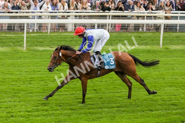 230923-Race 1-Invincible Molly-5195 - Race 1 2.00pm Jigsaw Sports Branding EBF Fillies' Novice Stakes