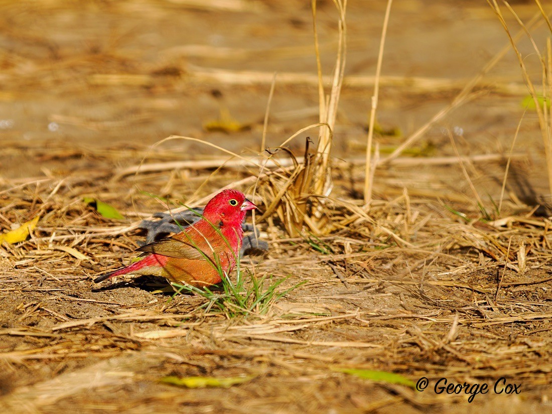 Red Billed Firefinch - Gambia 2025