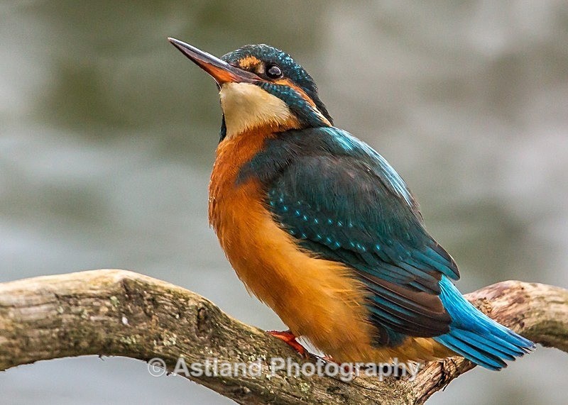 Astland Photography, Bird and Wildlife Images, Susan and Peter Wilson, U.K.
