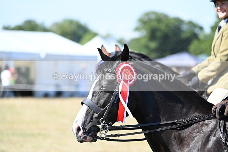 WJ7_4237 - Class 9 Mountain & Moorland Ridden