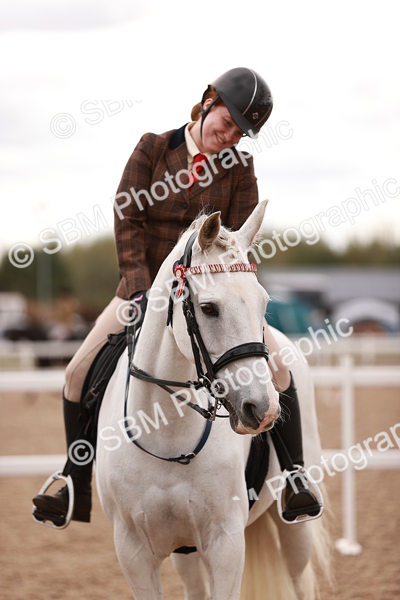 SBM_16227 - Class412 - Handsome Gelding (IH  or Ridden) Adult