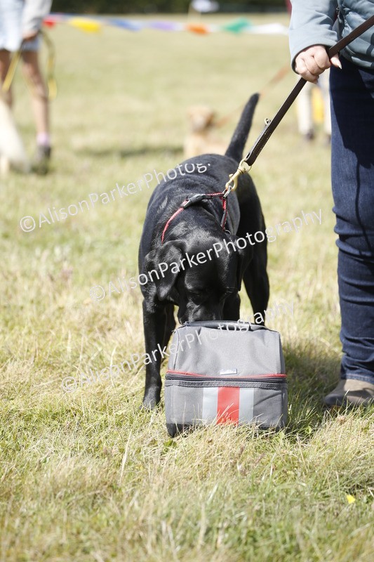 20250831-3675 - Dog Show