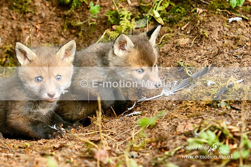 BE 010521 48a - Nature