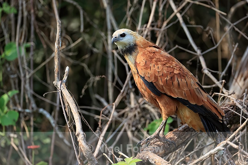 Black-collared Hawk perched, Pantanal, Brazil - Black-collared Hawk