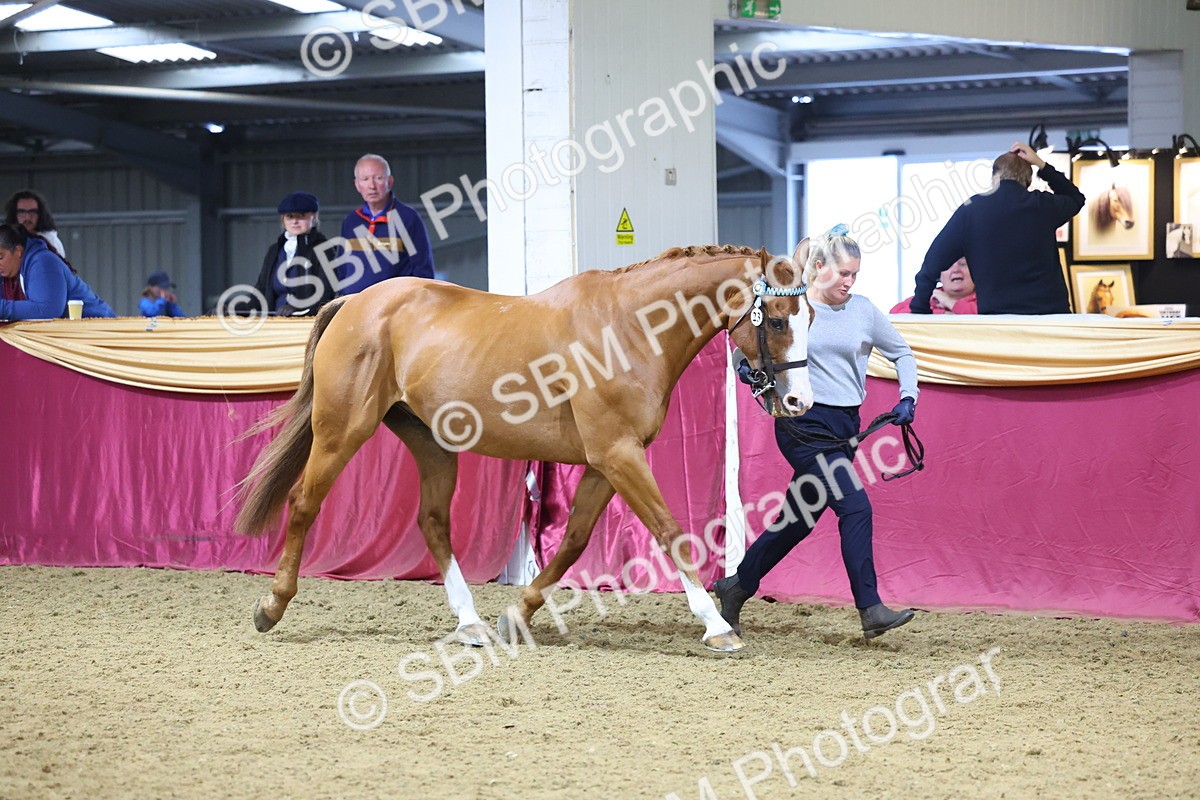 SBM_20995 - Class 902 - Supreme Final IH Veteran