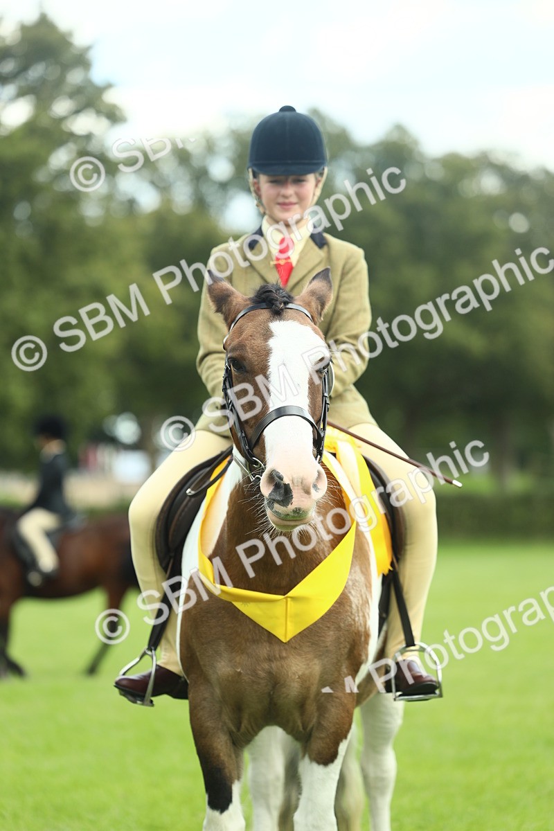SBM_42186 - S29 - Novice & Newcomers Working Hunter Pony
