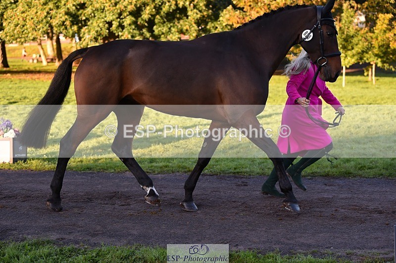 231022-084916-21380 - 628-WONDERLAND.T.H-Alice.Dalton-TrotUp+SJ