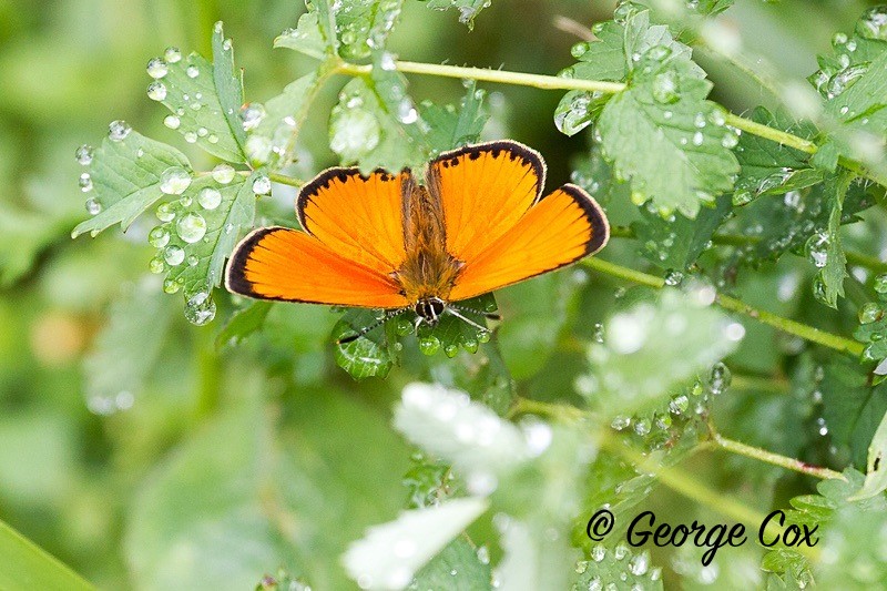 scarce copper pyrenees