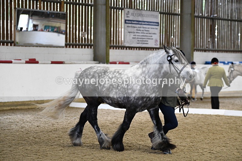 WJ5_4310 - Class 6 In hand M&M - Large Breeds