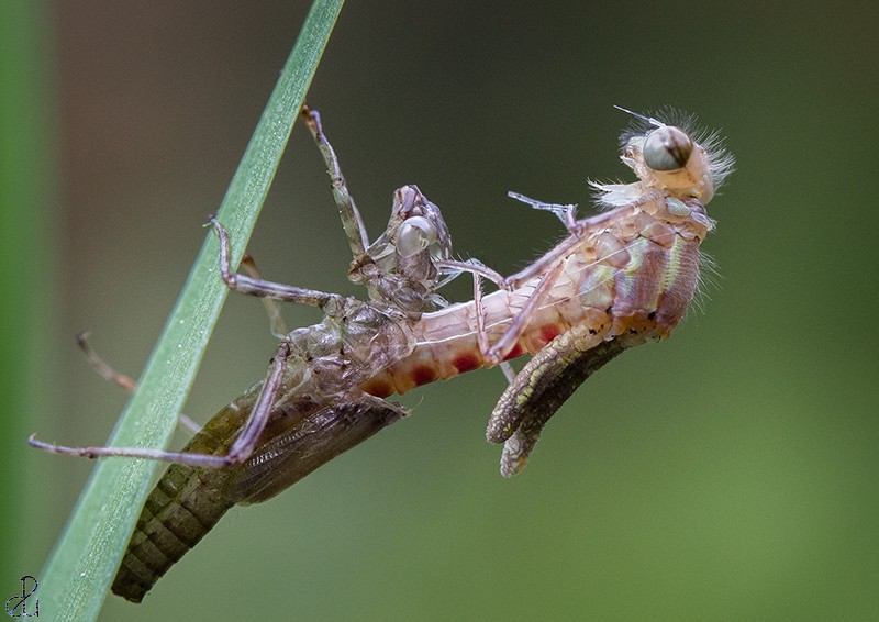 Macro photography by Diana Uzun