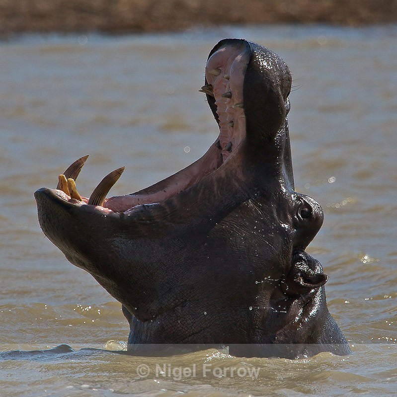 Yawning Hippo - Hippopotamus