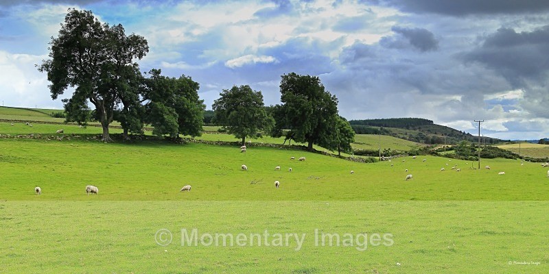 pastures - Meadows to Mountains gallery