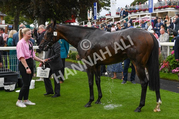 240823-Race 3-Ropey Guest-0332 - Race 3 3.00pm Clipper Handicap