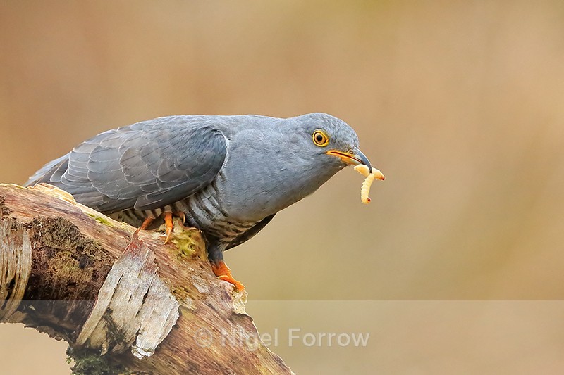 Cuckoo (male) with two caterpillars, Scotland - Cuckoo