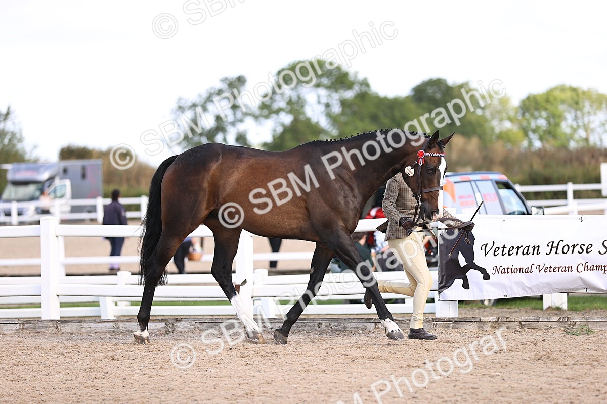 SBM_11508 - Class 407 - IH Hack-Riding Horse
