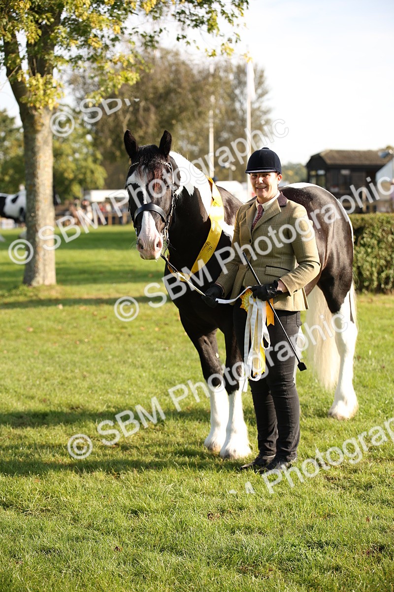 SBM_58786 - S51 - Piebald & Skewbald Horse In Hand