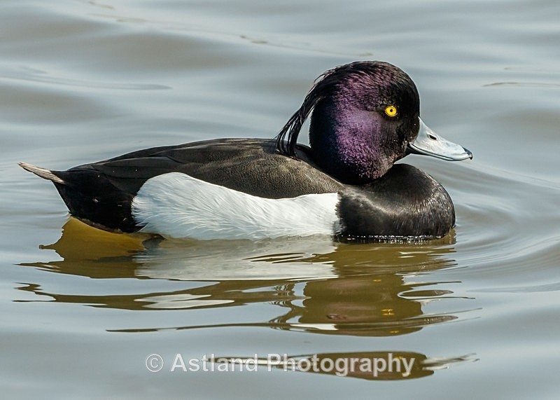 Astland Photography, Bird and Wildlife Images, Susan and Peter Wilson, U.K.